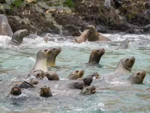 Curious Prints: Curious sea lions swim and play near rocks in the ocean at Palomino Islands outside Lima