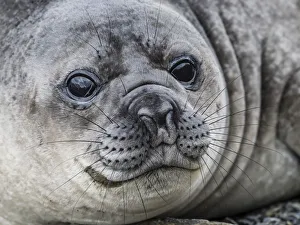 Curious southern elephant seal pup, Mirounga leonina, in Jason Harbor, South Georgia Island