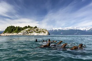 Swim Prints: Curious Steller sea lions (Eumetopias jubatus), South Marble Islands