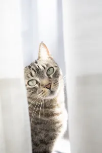 Love Prints: A curious tabby cat peers through white curtains