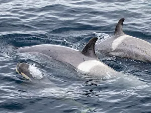 Three Animals Prints: Curious type B2 killer whales (Orcinus orca)