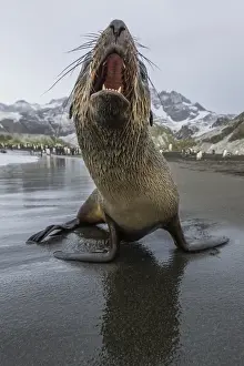 A curious young Antarctic fur seal (Arctocephalus gazella), Gold Harbour, South Georgia