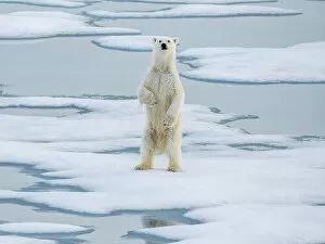 Editor's Picks: A curious young male polar bear (Ursus maritimus) standing up on the sea ice near Somerset Island
