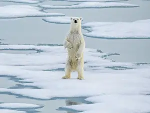 Nunavut Prints: A curious young male polar bear (Ursus maritimus) standing up on the sea ice near Somerset Island