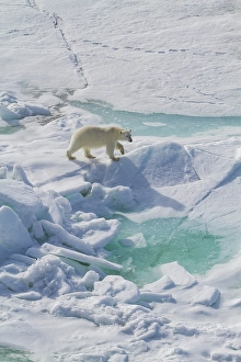 Ursus Prints: A curious young polar bear (Ursus maritimus)