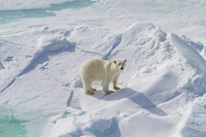 Ursus Prints: A curious young polar bear (Ursus maritimus)