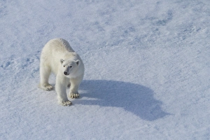 Awareness Prints: A curious young polar bear (Ursus maritimus)