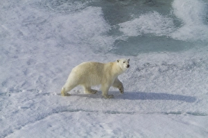 Ursus Prints: A curious young polar bear (Ursus maritimus)