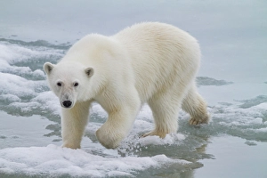 Ursus Prints: A curious young polar bear (Ursus maritimus)