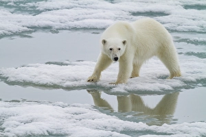 Awareness Prints: A curious young polar bear (Ursus maritimus)