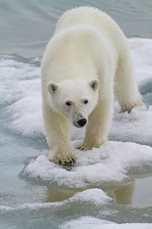 Awareness Prints: A curious young polar bear (Ursus maritimus)