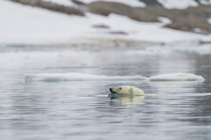 Ursus Prints: A curious young polar bear (Ursus maritimus)