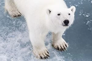 Animals: A curious young polar bear (Ursus maritimus) on the ice in Bear Sound, Spitsbergen Island
