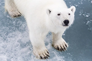 Animals: A curious young polar bear (Ursus maritimus) on the ice in Bear Sound, Spitsbergen Island