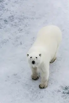 Bear Sound Prints: A curious young polar bear (Ursus maritimus) on the ice in Bear Sound