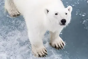 Young Animal Prints: A curious young polar bear (Ursus maritimus) on the ice in Bear Sound