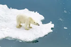 Snowy Landscape Prints: A curious young polar bear (Ursus maritimus) on ice floe in the Svalbard Archipelago