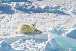 Animal Kingdom Prints: A curious young polar bear (Ursus maritimus) on ice floe in the Svalbard Archipelago