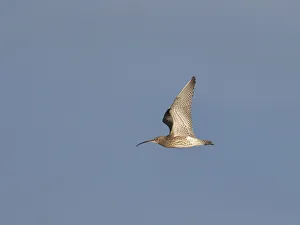 Spread Wings Prints: Curlew (Numenius arquata), County Clare, Munster, Republic of Ireland, Europe