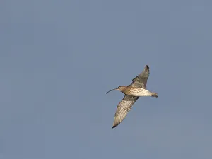 Curlew (Numenius arquata), County Clare, Munster, Republic of Ireland, Europe