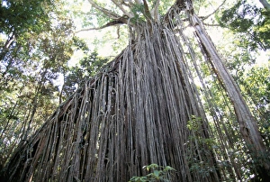 Curtain fig, a huge 15m high strangling parasite in forest near Yungaburra Curtain fig, a huge 15m high strangling parasite in forest near Yungaburra