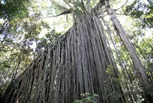 Queens Land Prints: Curtain fig, a huge 15m high strangling parasite in forest near Yungaburra