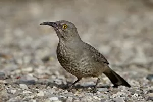Images Dated 5th December 2009: Curve-billed Thrasher (Toxostoma curvirostre), Caballo Lake State Park