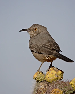 Images Dated 10th November 2008: Curve-billed thrasher (Toxostoma curvirostre), Rockhound State Park, New Mexico