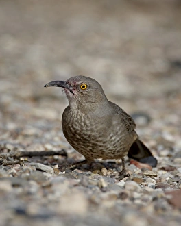Images Dated 5th December 2009: Curve-billed thrasher (Toxostoma curvirostre), Caballo Lake State Park