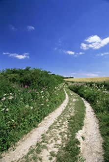 Dirt Track Prints: Curved path through countryside, Old Winchester Hill, Hampshire, England