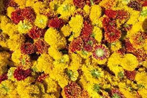 Jaipur Prints: Cut yellow marigolds for sale in the early morning flower market, Jaipur, Rajasthan