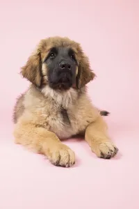 Young Animals Prints: Cute Leonberger puppy on pink background