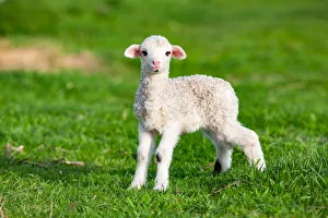 Romania Prints: Cute little lamb in spring time, Salciua, Romania, Europe