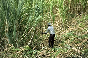 Barbados Prints: Cutting sugar cane, Barbados, West Indies, Caribbean, Central America