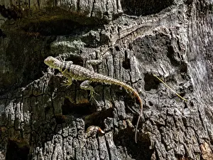 Lizard Prints: Cuviers Madagascar swift climbs on bark in natural habitat of Anjajavy Reserve in Madagascar during daylight hours