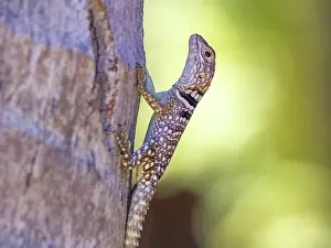 Lizard Prints: Cuviers Madagascar swift climbs tree in Anjajavy Private Reserve Madagascar