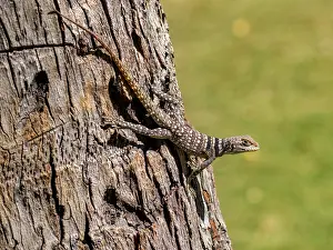 Lizard Prints: Cuviers Madagascar swift climbs on tree bark in the Anjajavy Private Reserve during daylight hours in Madagascar
