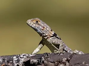 Lizard Prints: Cuviers Madagascar swift on a log in the Anjajavy Private Reserve in Madagascar during daylight hours