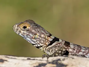 Lizard Prints: Cuviers Madagascar swift observed in natural habitat of Anjajavy Private Reserve Madagascar