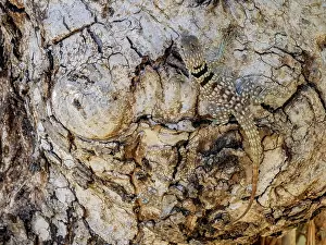 Lizard Prints: Cuviers Madagascar swift resting on a tree trunk in its natural habitat in Madagascar