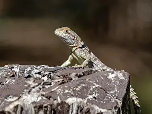 Lizard Prints: Cuviers Madagascar swift rests on a log in its natural habitat in Madagascar