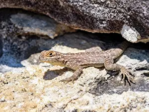 Lizard Prints: Cuviers Madagascar swift rests on rocks in Isalo National Park in Madagascar during daylight hours