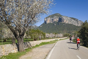 Road Marking Prints: Cyclists on country road, Alaro, Mallorca, Balearic Islands, Spain, Europe