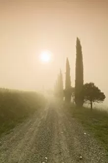 Cypress alley in the fog at sunrise, Val d Orcia, UNESCO World Heritage Site, Tuscany, Italy, Europe