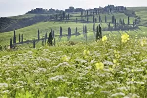 Images Dated 14th May 2008: Cypress alley and meadow with flowers, Val D Orcia, UNESCO World Heritage Site, Tuscany, Italy