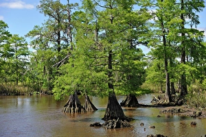 Texas Prints: Cypress-lined backwater channel of Neches River, Beaumont, Texas, United States of America
