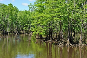 Texas Prints: Cypress-lined backwater channel of Neches River, Beaumont, Texas, United States of America