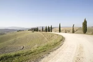 The cypress road near Pienza, Val d Orcia, Tuscany, Italy, Europe