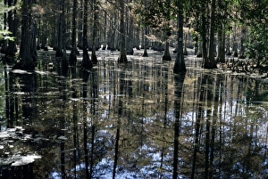 Cypress Prints: Cypress swamp