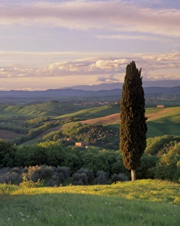 Cypresses Prints: Cypress tree and countryside near Val d Asso